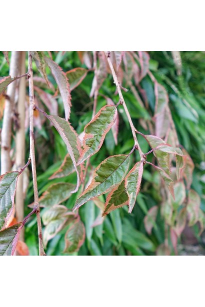 Вишня кущова Фрілі Фок